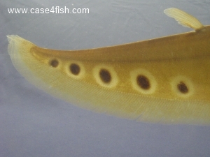 Foto Galerie/Osteoglossiformes/Chitala ornata/Chitala ornata_06_S.jpg